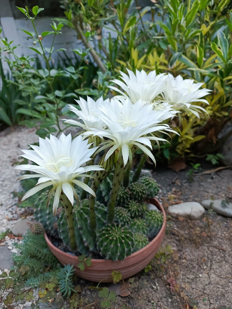 Гостиница Гостевой дом Виктория Судак-83