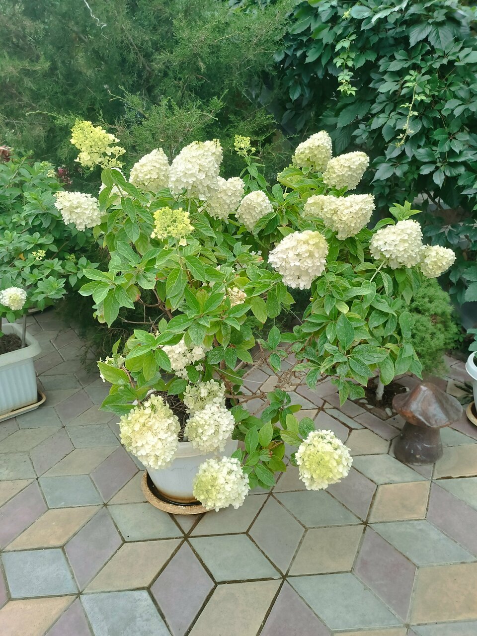 Гостиница Гостевой дом Виктория Судак-8