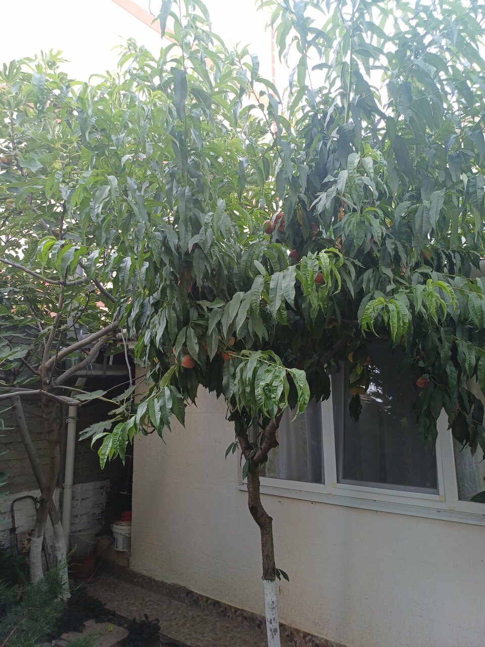 Гостиница Гостевой дом Виктория Судак-89