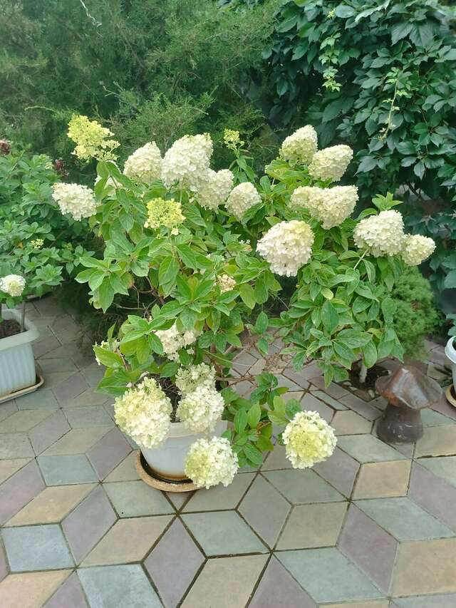 Гостиница Гостевой дом Виктория Судак-7