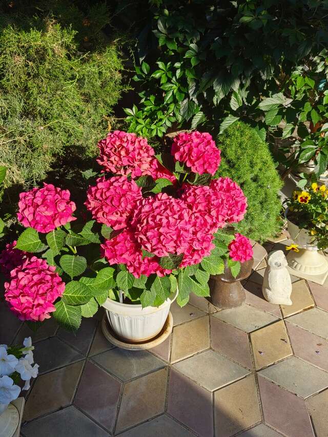 Гостиница Гостевой дом Виктория Судак-86