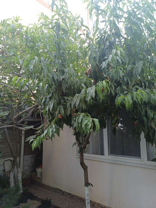 Гостиница Гостевой дом Виктория Судак-88